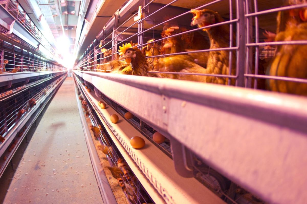 How much money do you need to start a poultry&nbsp;farm?