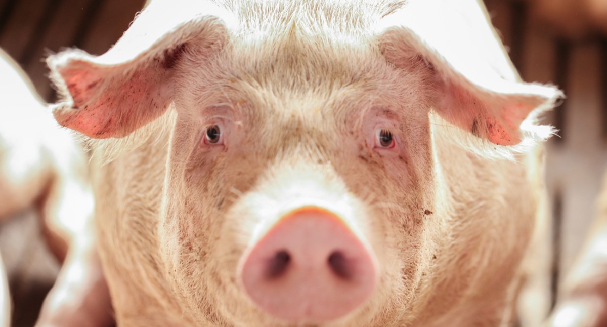 How Much Money Do You Need To Start a Pig&nbsp;Farm?